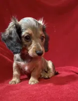 AKC female 2, a female Miniature Dachshund for sale in Grovetown, GA – 4 of 8