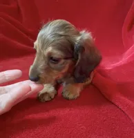 AKC female 2, a female Miniature Dachshund for sale in Grovetown, GA – 2 of 8