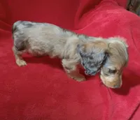 AKC female 2, a female Miniature Dachshund for sale in Grovetown, GA – 3 of 8