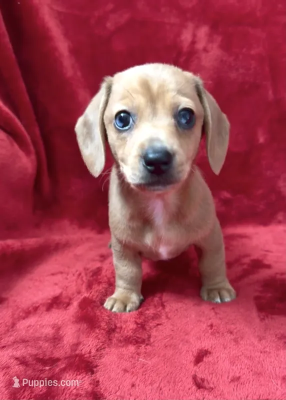 Female 1 – Miniature Dachshund puppy for sale in Grovetown, GA
