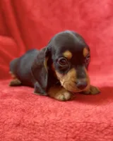 Male 4, a male Miniature Dachshund for sale in Grovetown, GA – 2 of 8