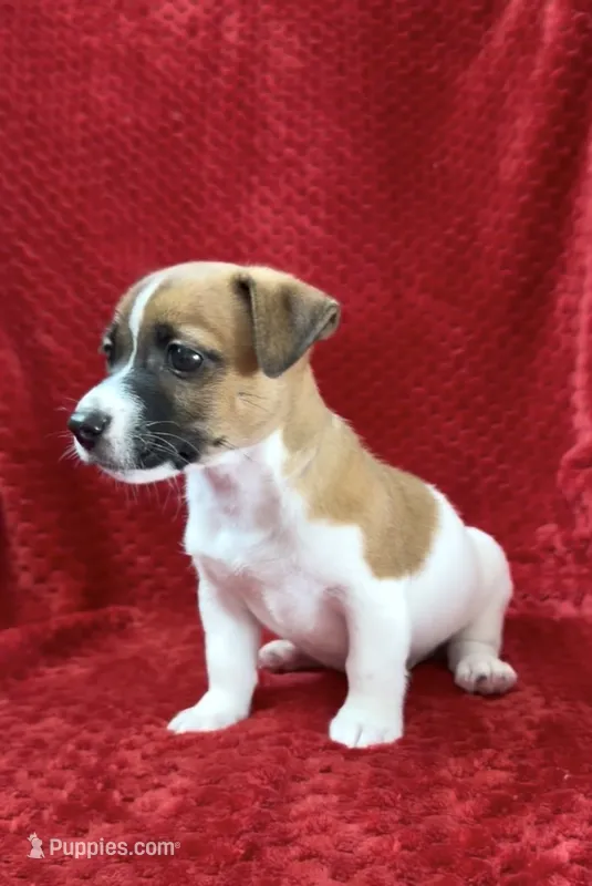 Male 2 – Jack Russell Terrier puppy for sale in Grovetown, GA