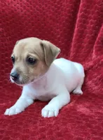 Male 1, a male Jack Russell Terrier for sale in Grovetown, GA – 6 of 7