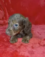 Male 6, a male Miniature Dachshund for sale in Grovetown, GA – 7 of 7