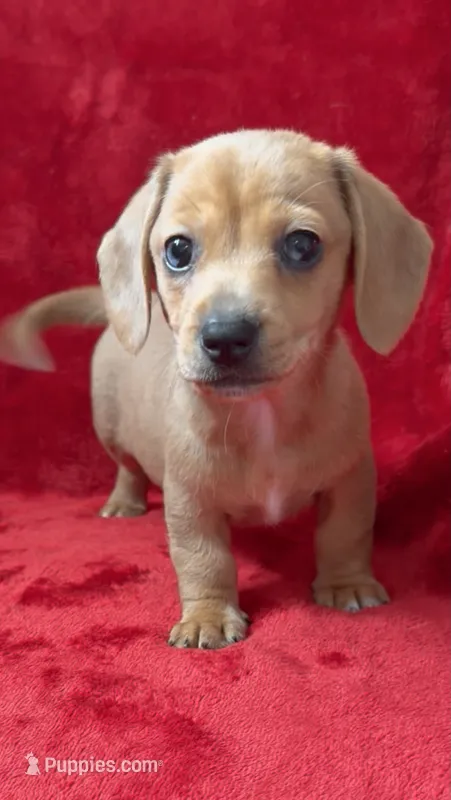 Female 1 – Miniature Dachshund puppy for sale in Grovetown, GA