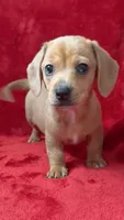 Female 1, a female Miniature Dachshund for sale in Grovetown, GA – 1 of 10