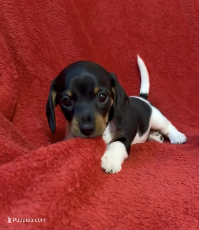 AKC female 3 – Miniature Dachshund puppy for sale in Grovetown, GA
