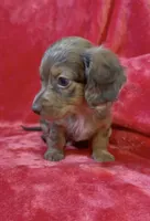 Male 1, a male Miniature Dachshund for sale in Grovetown, GA – 5 of 9