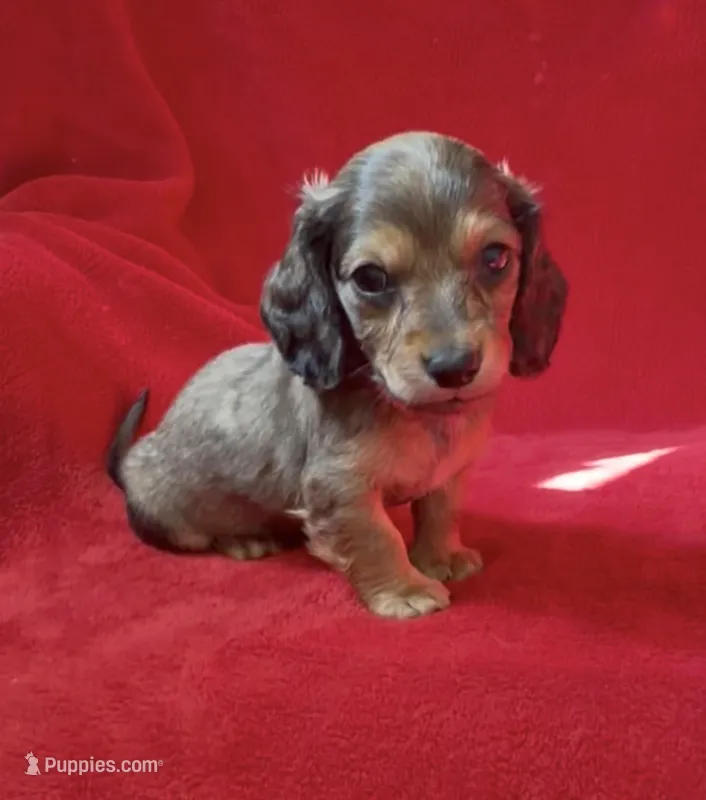 AKC male 2 – Miniature Dachshund puppy for sale in Grovetown, GA