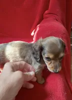 AKC male 2, a male Miniature Dachshund for sale in Grovetown, GA – 4 of 8