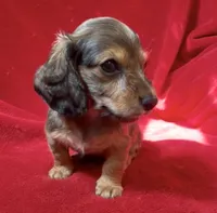 AKC male 2, a male Miniature Dachshund for sale in Grovetown, GA – 2 of 8