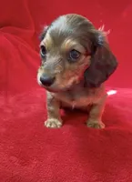 AKC male 2, a male Miniature Dachshund for sale in Grovetown, GA – 3 of 8