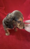 AKC male 2, a male Miniature Dachshund for sale in Grovetown, GA – 8 of 8