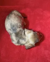 AKC male 2, a male Miniature Dachshund for sale in Grovetown, GA – 6 of 8