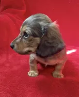 AKC male 2, a male Miniature Dachshund for sale in Grovetown, GA – 7 of 8
