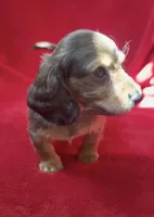 AKC male 2, a male Miniature Dachshund for sale in Grovetown, GA – 5 of 8