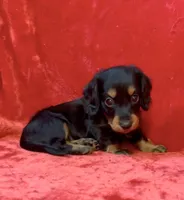 Female 1, a female Miniature Dachshund for sale in Grovetown, GA – 4 of 8