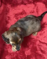 Male 1, a male Miniature Dachshund for sale in Grovetown, GA – 6 of 9