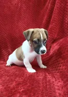 Male 2, a male Jack Russell Terrier for sale in Grovetown, GA – 7 of 8