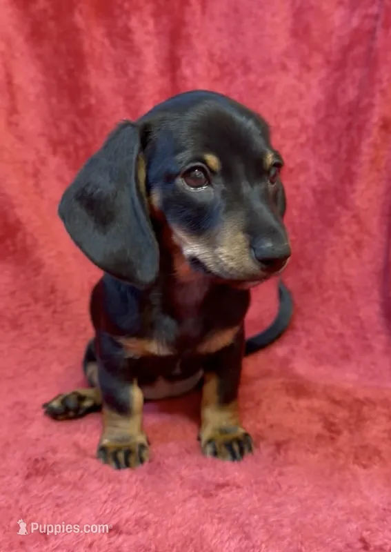 AKC female 1 – Miniature Dachshund puppy for sale in Grovetown, GA