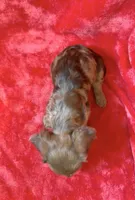 Male 1, a male Miniature Dachshund for sale in Grovetown, GA – 8 of 9