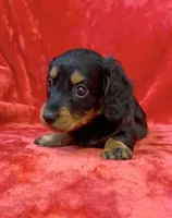 Female 1, a female Miniature Dachshund for sale in Grovetown, GA – 5 of 8