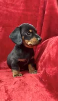 Male 2, a male Miniature Dachshund for sale in Grovetown, GA – 4 of 8