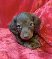 Male 6, a male Miniature Dachshund for sale in Grovetown, GA – 3 of 7