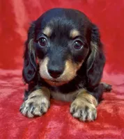Female 3, a female Miniature Dachshund for sale in Grovetown, GA – 4 of 7