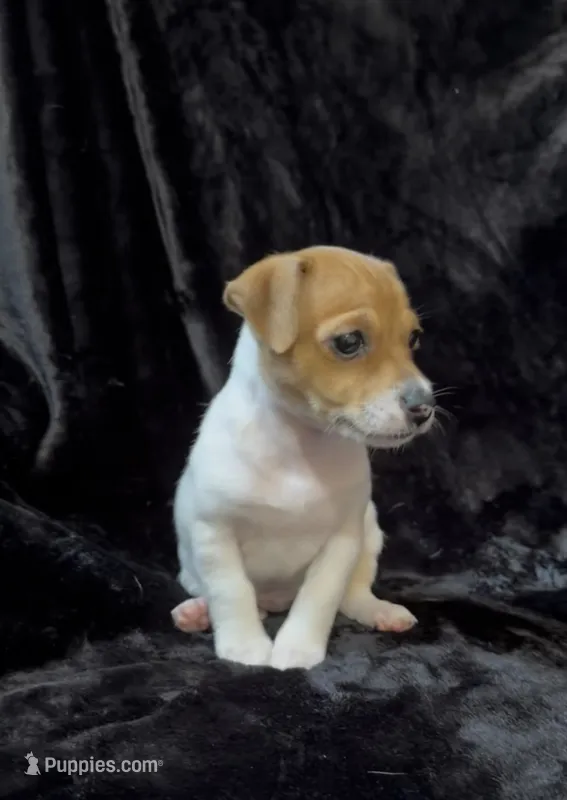 Female 1 – Jack Russell Terrier puppy for sale in Grovetown, GA