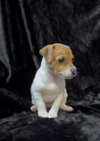 Female 1, a male Jack Russell Terrier for sale in Grovetown, GA – 3 of 9