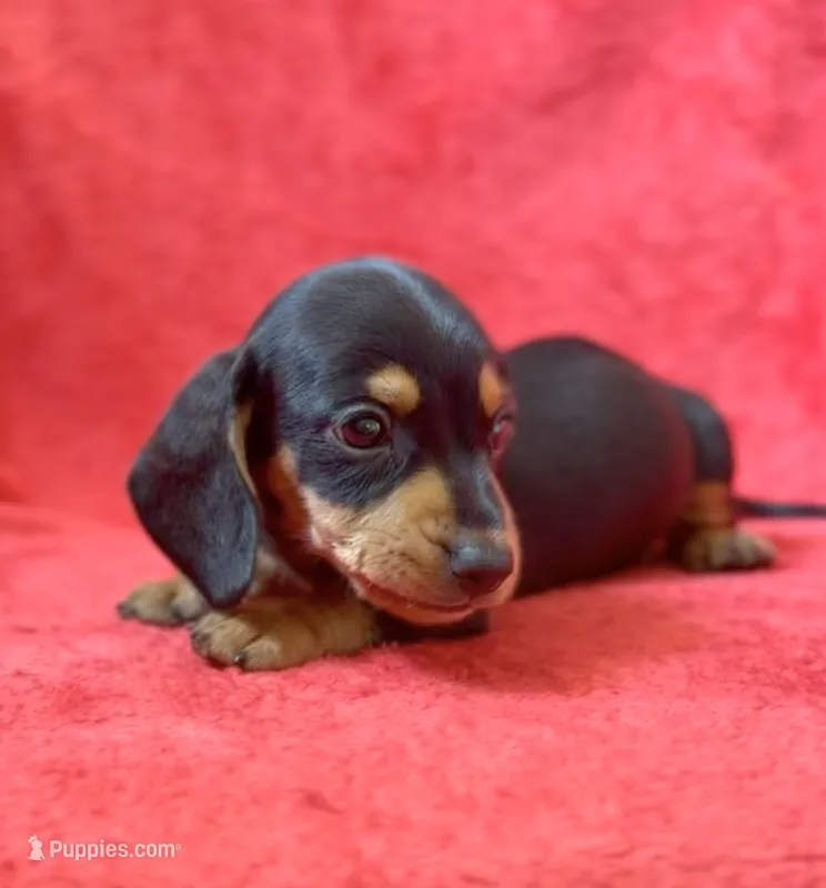 Male 4 – Miniature Dachshund puppy for sale in Grovetown, GA