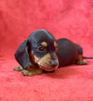 Male 4, a male Miniature Dachshund for sale in Grovetown, GA – 1 of 8