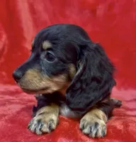 Female 3, a female Miniature Dachshund for sale in Grovetown, GA – 6 of 7