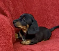 AKC  female 2, a female Miniature Dachshund for sale in Grovetown, GA – 2 of 6