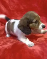 Female 1 pend, a female Miniature Dachshund for sale in Grovetown, GA – 8 of 10