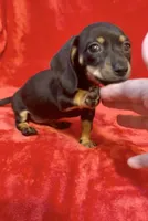 Tiny female 4, a female Miniature Dachshund for sale in Grovetown, GA – 2 of 7