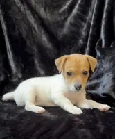 Female 1, a male Jack Russell Terrier for sale in Grovetown, GA – 6 of 9