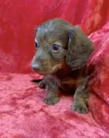 Male 6, a male Miniature Dachshund for sale in Grovetown, GA – 5 of 7