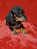 Female 2, a female Miniature Dachshund for sale in Grovetown, GA – 6 of 7