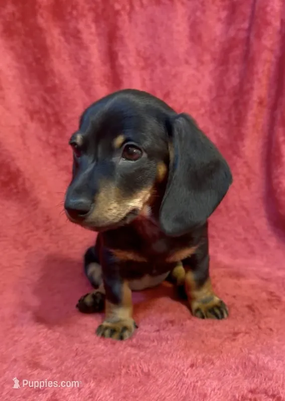 AKC female 1 – Miniature Dachshund puppy for sale in Grovetown, GA