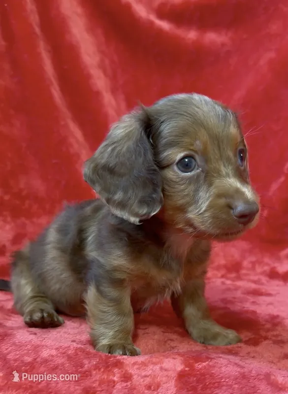 Male 3 – Miniature Dachshund puppy for sale in Grovetown, GA