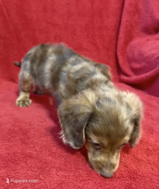 Male 3 – Miniature Dachshund puppy for sale in Grovetown, GA
