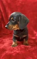 Male 2 pending, a male Miniature Dachshund for sale in Grovetown, GA – 4 of 7