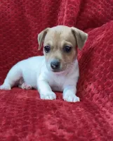 Male 1, a male Jack Russell Terrier for sale in Grovetown, GA – 2 of 7