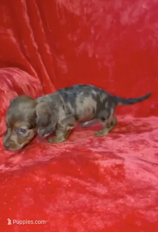 Male 1 – Miniature Dachshund puppy for sale in Grovetown, GA