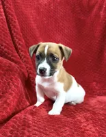 Male 2, a male Jack Russell Terrier for sale in Grovetown, GA – 8 of 8