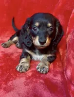 Female 3, a female Miniature Dachshund for sale in Grovetown, GA – 3 of 7