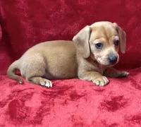 Female 1, a female Miniature Dachshund for sale in Grovetown, GA – 9 of 10