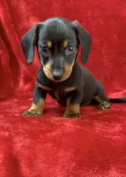 Male 2 pending, a male Miniature Dachshund for sale in Grovetown, GA – 7 of 7